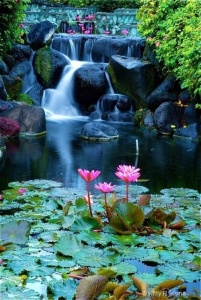 bali lotus pond and waterfall