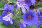 Blue Flowers photo