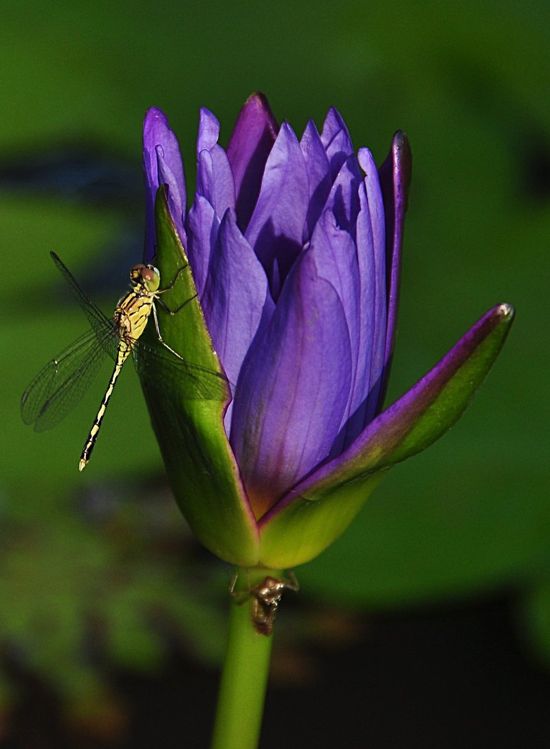 blue purple lotus with dragon fly