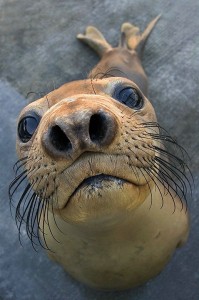 conversatins elephant seal