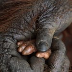conversations compassion hands monkey