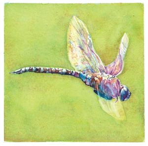 conversations dragon fly Laura Harkrider