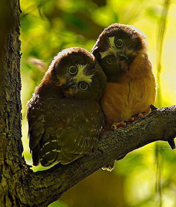 conversations dream owls