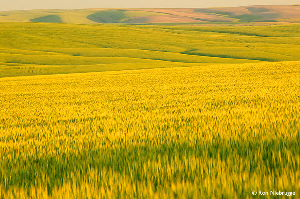 conversations fields of wheat curves