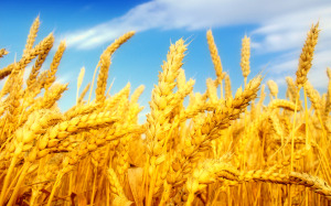 conversations golden wheat