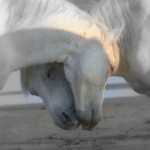 conversations horses head to head compassion