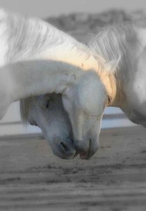 conversations horses head to head compassion