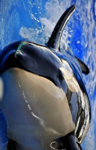 conversations orca whale