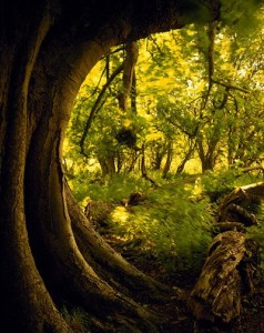 conversations tree faerie framed