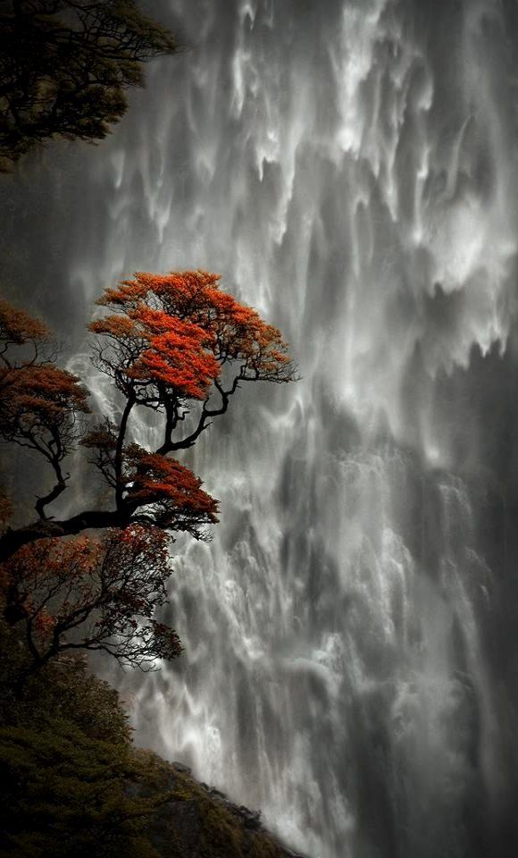 conversations tree of life waterfall red