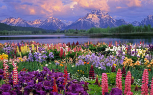 heaven in wildflowers image2